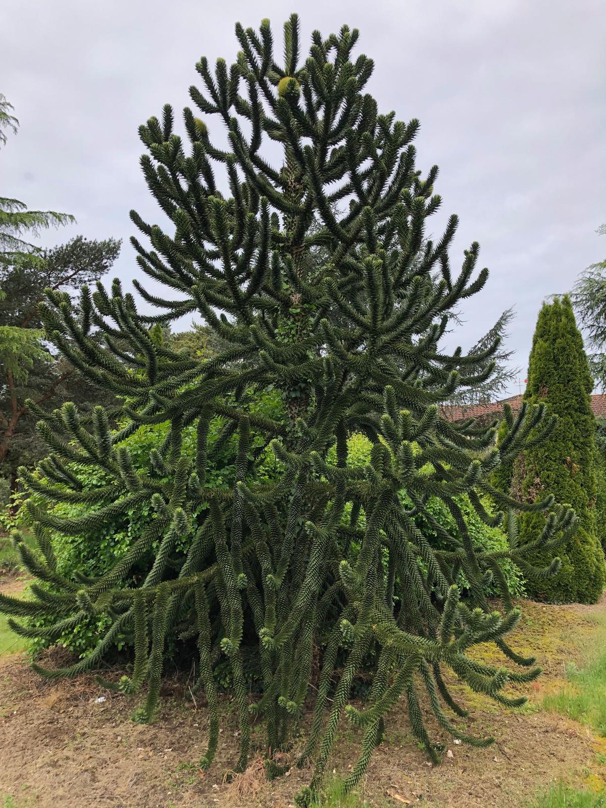 Araucaria dans le domaine de l'Hermitage à Vars