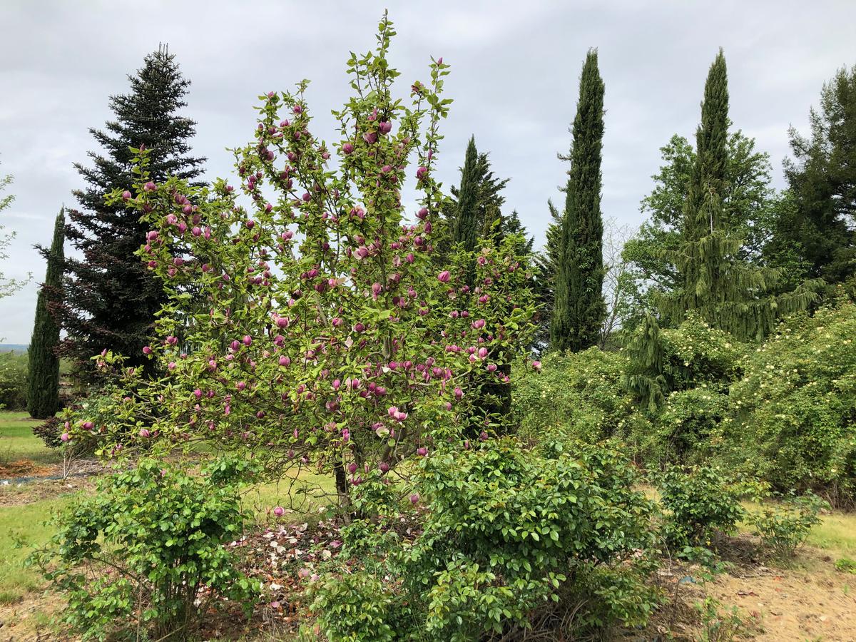 Essences remarquables dans le domaine de l'Hermitage à Vars